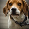 訓練犬、コロナ感染者嗅ぎ分け ウイルス検出精度は99.6％