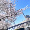 お花見シーズン到来、スポット満載　NYの桜、例年より早い開花