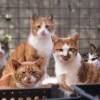 猫1000匹を警察が救出、「豚肉」などとして違法取引　中国