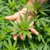 自宅での大麻栽培に関する規則案 NY州大麻取締り委員会の審議待ち