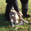 東海岸でピットブルの警察犬が誕生