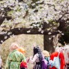 桜と日本カルチャーを堪能　Sakura Matsuri 2016
