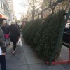 １本千ドルが登場　ＮＹ市内のクリスマスツリー事情