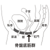 DR.高田洋平　FUNCPHYSIOの気になる体のはなし　Vol.4　尿漏れと骨盤底筋群