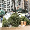 クリスマスツリー、公園で再利用　回収イベント実施