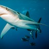 巨大水槽「海洋の驚異： サメ！」６月末オープン　ＮＹ水族館、保護訴える