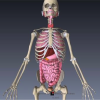 DR.高田洋平　FUNCPHYSIOの気になる体のはなし　Vol.13　内臓は体の動きに重要？！