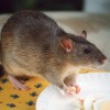 「町のネズミは肉をよく食べる」 カナダの考古学者が研究