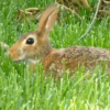 セントラルパークに珍しいウサギ出現　「可愛い」とツイッターで話題に