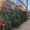 クリスマスツリーが高騰　 需要増加するも物流寸断で供給不足に