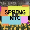 Spring NYC ニューヨークの春