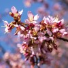 ブルックリン植物園、桜開花宣言 市内で桜を楽しもう