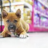州議会、犬など販売禁じる法案可決 「動物を虐待する『子犬工場』は不要」
