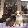 Do you know where cute puppies come from? Why buying a dog at the pet store is “wrong”.