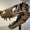 Ｔレックス頭蓋骨、サザビーズで競売へ 7600万年前、極めて高い完成度