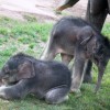 アジアゾウが双子出産 世界的にもまれ、シラキュース市の動物園で