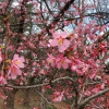 セントラルパークで桜が開花 暖冬で、満開の木も