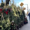 クリスマスツリーの価格が高騰 品薄コスト増で「天井知らず」
