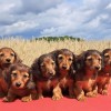 ダックスフントに危機？、「骨格異常」の犬の育種を禁じる法案　ドイツ