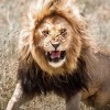 アフリカの原野でライオンに出くわしたら　対応策を専門家に聞く