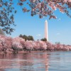 ワシントンの桜、すでに開花ピーク　観測史上2番目に早い見頃