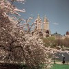 セントラルパークの桜開花情報をチェック！