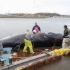 根室沖でミンククジラ4頭を捕獲