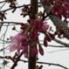 【泉区七北田】七北田公園の『ゆづ桜』の様子。（2024年4月4日時点）