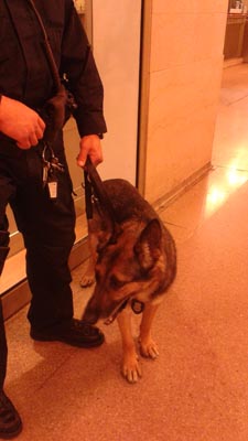 我ら今日からmｔａ犬 殉職警察官らの名前で警察犬に Daily Sun New York