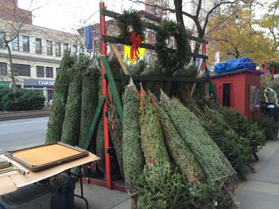 クリスマスツリーいくらなら買う ｎｙ市内エリアで異なる価格帯 Daily Sun New York