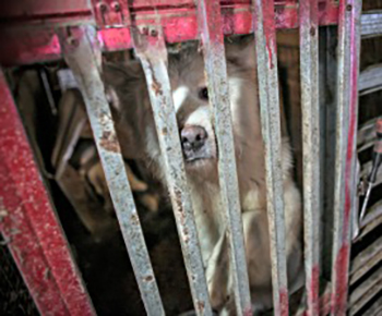 国際動物愛護協会の公式ホームページより、救出現場の様子