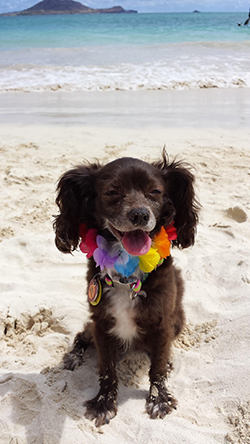 ハンナ　キャバチワ（キャバリアとチワワのミックス）９歳の雌