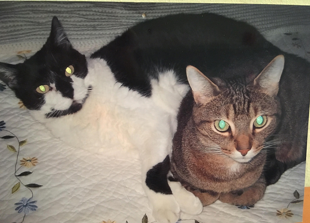 タイガー（右、雑種。16歳の雄）とチャチャ