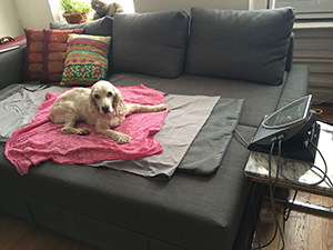 岡本さんの愛犬、サリーちゃんもBEAMERの上でご機嫌