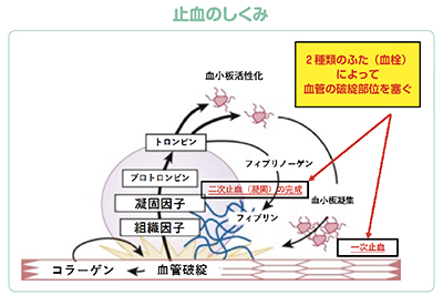 Braunwald's Heart Diseaseより著者ら改変