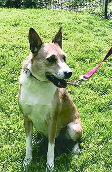 キキ　１歳10カ月の雌。テリアのミックス