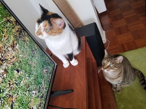 ナジャ（左、推定６歳の雌）と、T・レックス（３歳の雄）