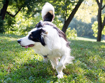 レオ（12歳の雄、ボーダーコリー）