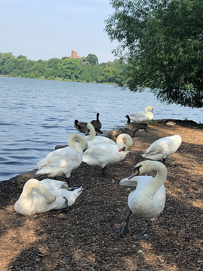 姿を消したハクチョウの群れ。Ｗ.Ｉ.Ｌ.Ｄ.のフェイスブックより