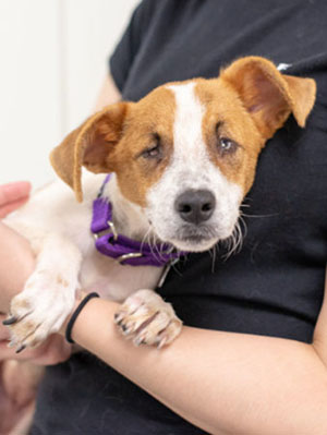 Amelia-SMK-0116-338x450