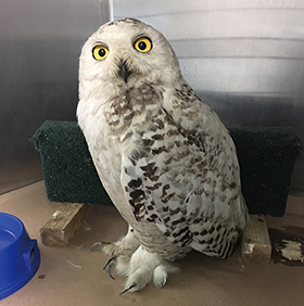 夏のニューヨークに現れた「ロラックス」