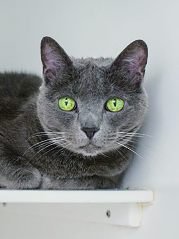 web Jas-SMK-4178-337x450