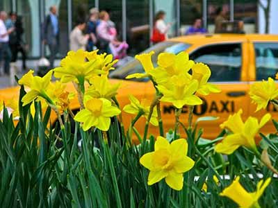 ニューヨーカー・フォー・パークスのウェブサイトはwww.ny4p.org/the-daffodil-project、電話番号は212-838-9410 （Gabriella Cappoさん）まで。球根の受け渡しは９月15日から （photo: New Yorkers for Parks）