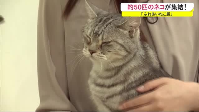 約50匹のネコが集結 秋田市でふれあいねこ展 Daily Sun New York