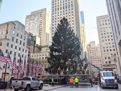 クリスマスツリーから フクロウ発見 ロックフェラーセンター Daily Sun New York