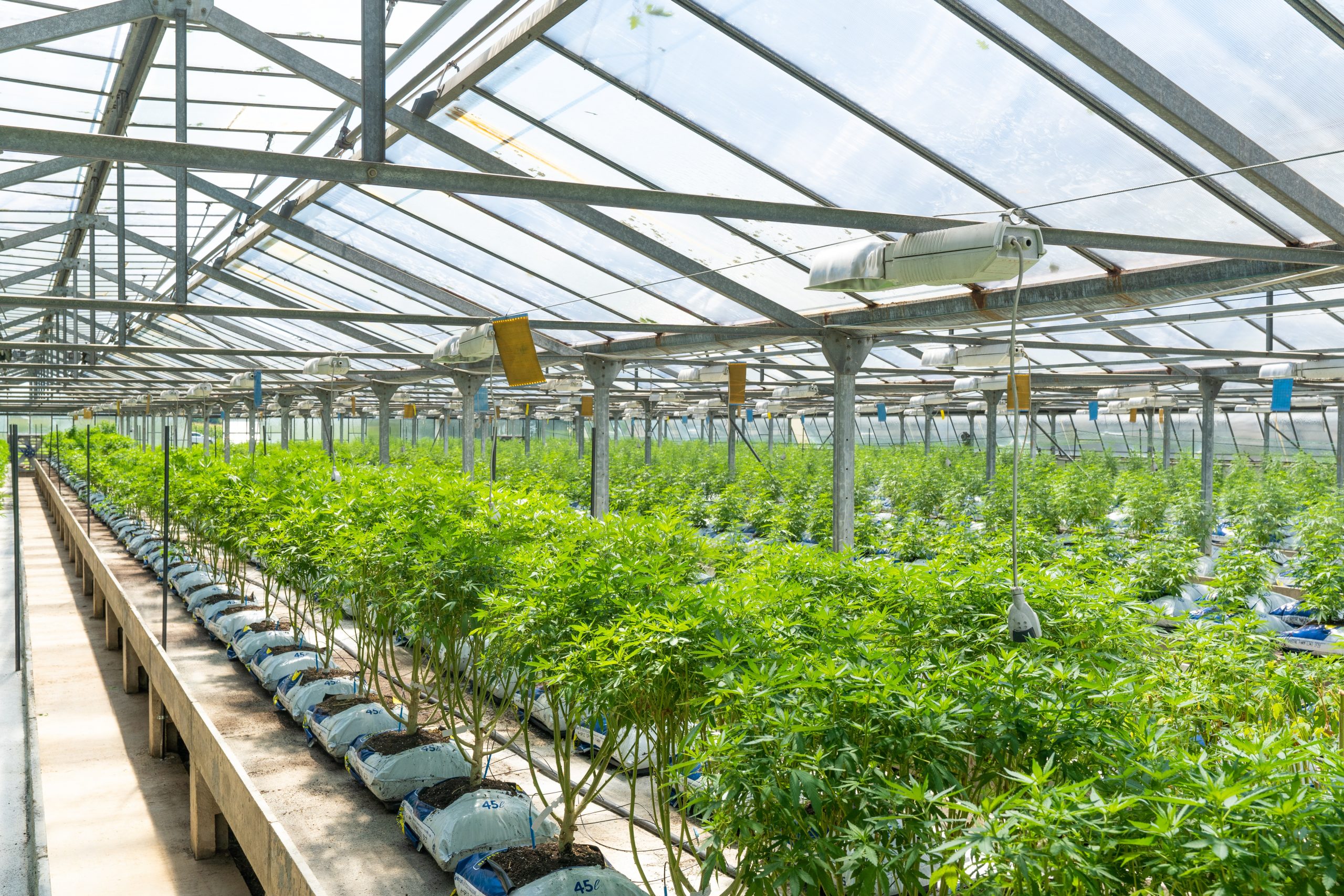 Cbd麻農家がマリファナ栽培熱望 娯楽用大麻合法化で Dailysun New York