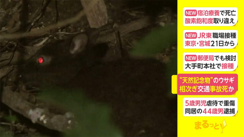 天然記念物 のウサギ 相次ぎ交通事故死か Daily Sun New York