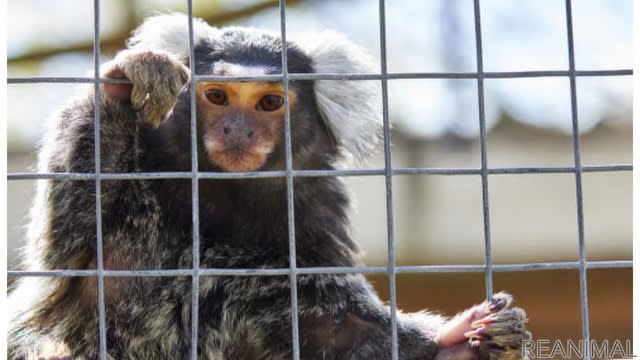 イギリスの動物愛護事情 Vol 10 王立動物虐待防止協会の提言 野生動物保護のために包括的な法整備を Daily Sun New York