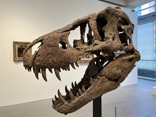 化石 レプリカ ティラノサウルス T-REX 頭部 台座付 