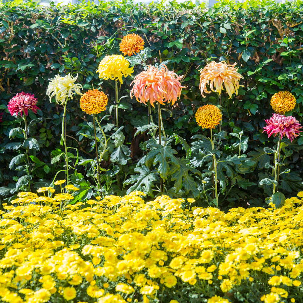 NY植物園が「日本の菊」で彩られる、10月31日から特別展示　一株に数百輪の花も